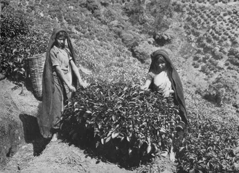 Skubacze na plantacji herbaty, Cejlon, c1890, 1910