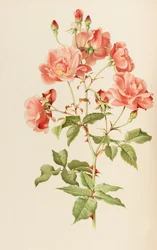 Ilustracja z rodzaju rosa autorstwa Ellen Willmott, 1914.