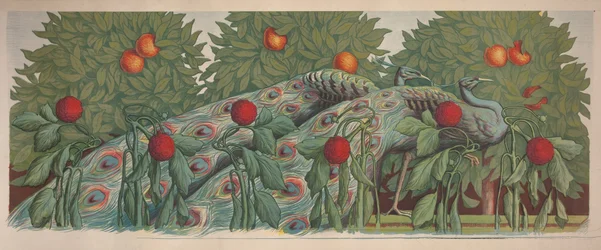 Pawie, 1903