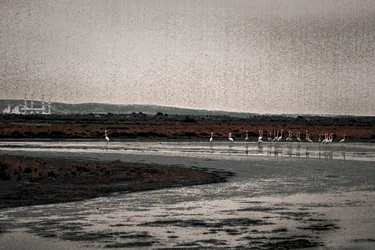 Zgromadzenie, z serii Flamingi Camargue, 2017 (ręcznie malowane zdjęcie)