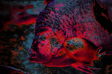 Fingerling, 2018 (ręcznie malowane zdjęcie)