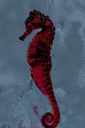 Konik morski, 2018 (ręcznie malowane zdjęcie)