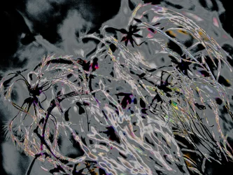 Countryfile, 2015 (zdjęcie)