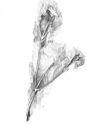Delikatny szkic botaniczny