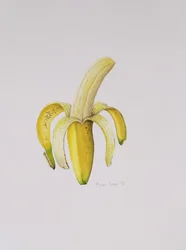 Banan w połowie obrany, 1997