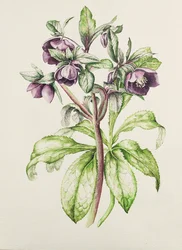 Helleborus orientalis autorstwa Helen Ballard (ciemnopurpurowe kwiaty)