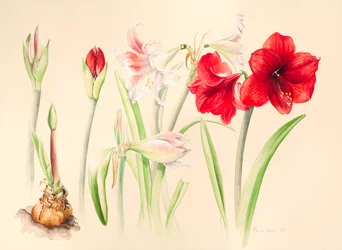 Hippeastrum w styczniu 2016, akwarela
