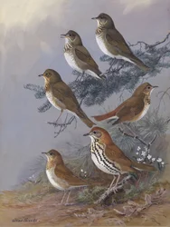 „Thrush” autorstwa Allana Brooksa