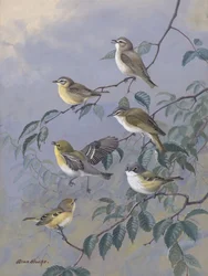 Vireos – Allan Brooks