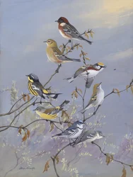 Warblers 001 – Allan Brooks