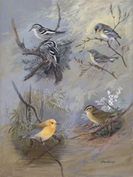 Warblers 002 – Allan Brooks
