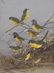 Warblers 003 autorstwa Allana Brooksa