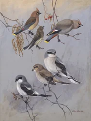 „Waxwings” autorstwa Allana Brooksa