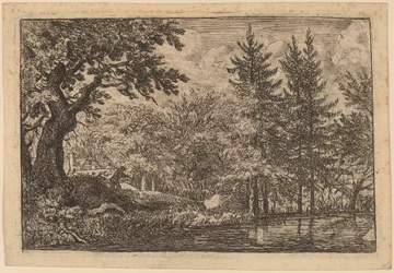 Jodła nad wodą