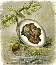 Natura. Jajko i nasiono: Pierwszy stan istot zorganizowanych. Stworzenie naturalne i istoty żywe. (J. Rengade) rysunek: A. Demarle. 1885