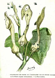 Zapylanie kwiatów Aristolochia przez muchy: Dzieło natury i istoty żywe. Rysunek A. Demarle