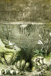 Prehistoire-Terre et Mers: Początek okresu sylurskiego (J. Rengade. Rysunek Demarle. 1885