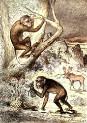 Małpy Catarhinian (okres miocenu): Semnopitheques. Naturalne stworzenie i żywe istoty J. Rengade. Rysunek A. Demarle