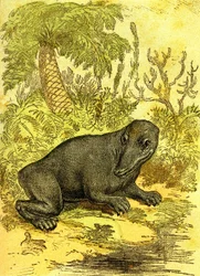 Labiryntodont (płazy): amfibia okresu węglowego. Stworzenie naturalne i istoty żywe. Rysunek A. Demarle 1885