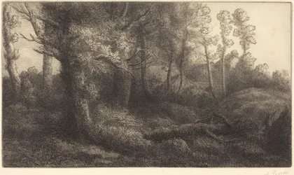 W lesie (Lisière de forêt)