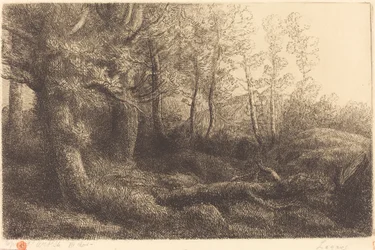 W lesie Lisiere de foret.