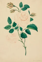 Róża damasceńska (akwarela)