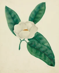 Magnolia (akwarela)