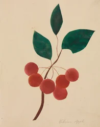Jabłko syberyjskie (akwarela)