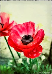 Red Anemone, 2013, (fonografia cyfrowa mieszana)