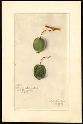 Actinidia deliciosa (Kiwi) (akwarela na papierze)