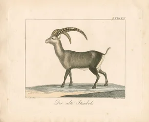 Alpine Ibex (kolorowy grawerunek)