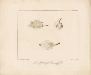 Longhorn Cowfish (grawerunek na miedzi)