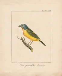 Painted Bunting (ręcznie kolorowana litografia)