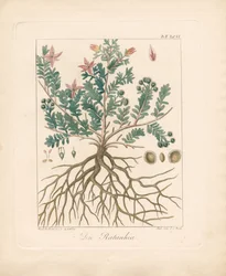Rokitnik olcholistny (litografia ręcznie kolorowana)