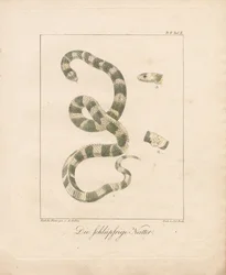 The Grass Snake (ręcznie kolorowana litografia)
