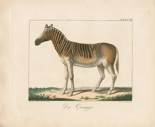 Quagga (ręcznie kolorowana litografia)
