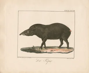Tapir (ręcznie kolorowana litografia)
