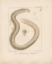 Amfisbaena gruboogonowa