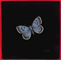 Duży niebieski motyl, 2000
