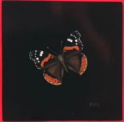 Czerwony motyl admirał, 2001