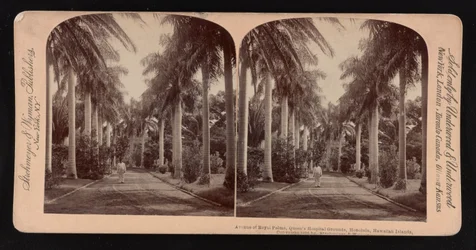 Aleja palm królewskich, teren Queen
