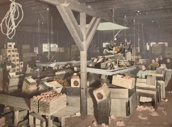Pakowanie pomarańczy w Redlands, opublikowane w 1899 r. (zdjęcie)
