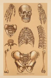 Anatomiczne badanie ludzkiego szkieletu