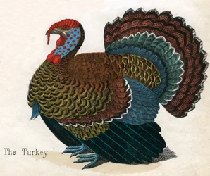 Antyczny druk Turcji