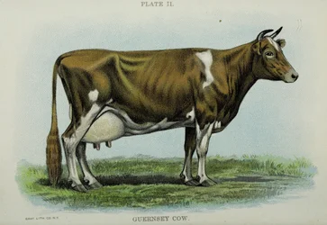 Guernsey Cow, z „Biggle Cow Book” Jacoba Biggle