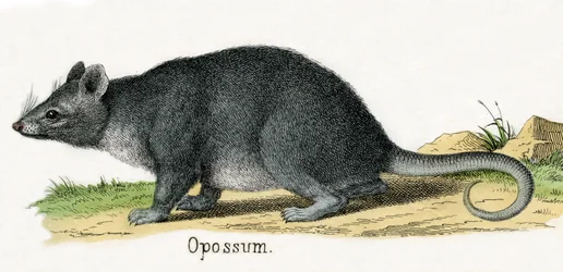 Opos, z Historii naturalnej zwierząt