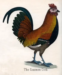 Kogut pospolity
