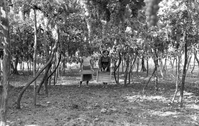GORZKIE WINOGRONA - PERGOLA PRZED ZBIORAMI
