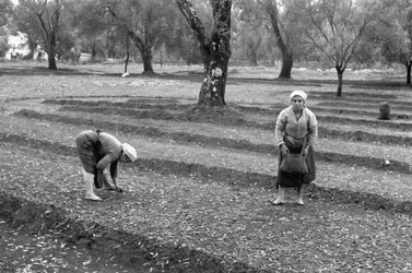 Zbieracze oliwek