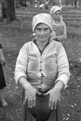 MŁODY ZBIERACZ OLIWEK